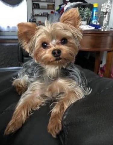 Small dog relaxing on a chair at home