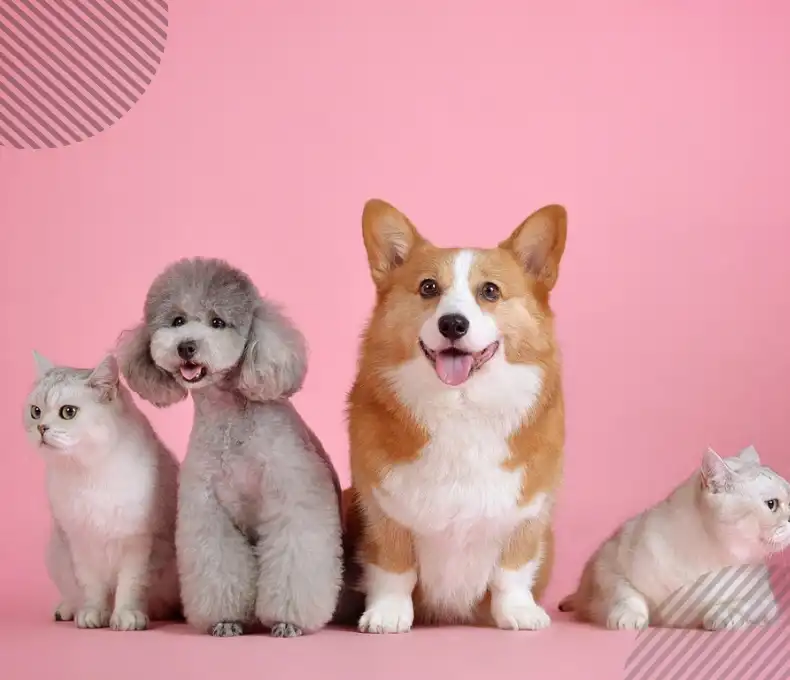 pet-supplies-category