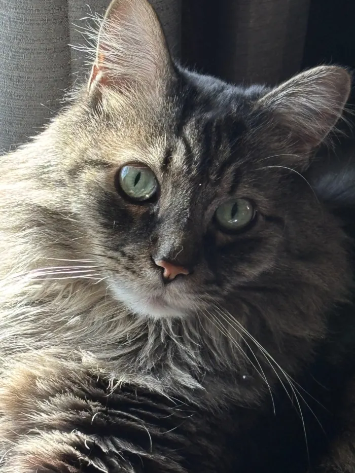Good morning Shadow