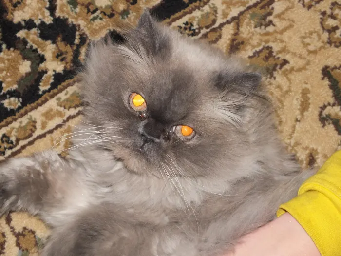 Poofy