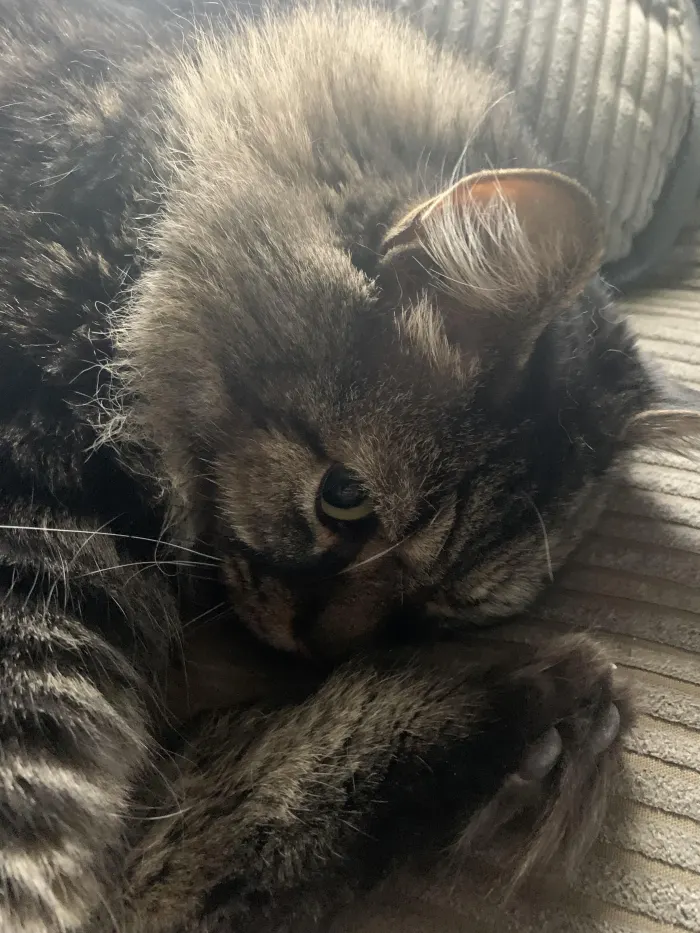Sleepy Shadow