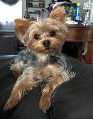 Teddy