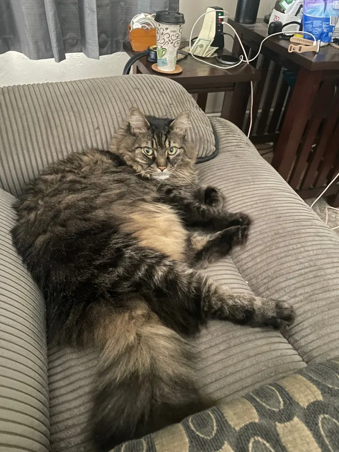 Mr fluffle