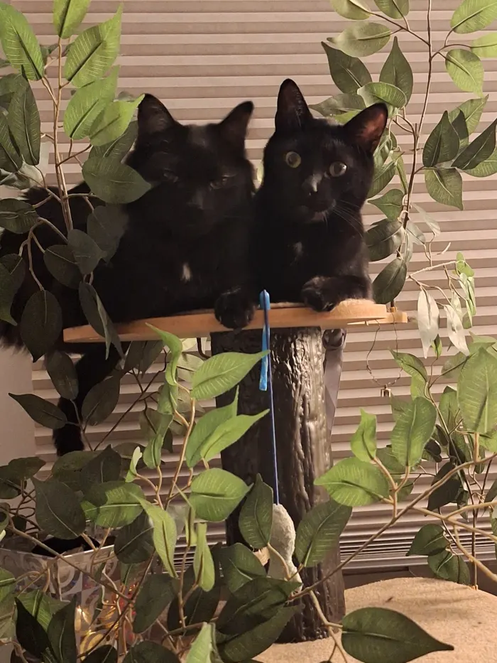 Toothless & Nyx